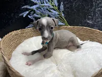 Weston, a male Italian Greyhound for sale in Havana, AR – 6 of 10