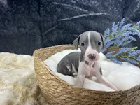 Giulia 3M, a male Italian Greyhound for sale in Havana, AR – 8 of 8