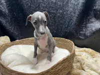 Becker, a male Italian Greyhound for sale in Havana, AR – 2 of 7