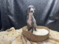 Barts boy, a male Italian Greyhound for sale in Havana, AR – 5 of 10