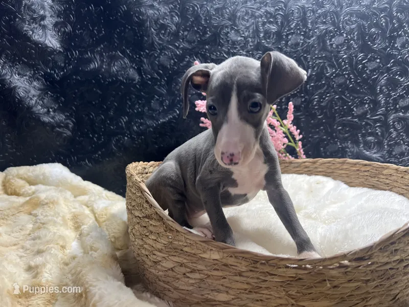 Pen/Bart – Italian Greyhound puppy for sale in Havana, AR