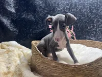 Pen/Bart, a female Italian Greyhound for sale in Havana, AR – 1 of 10