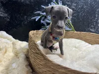 Till/Pete, a male Italian Greyhound for sale in Havana, AR – 9 of 10