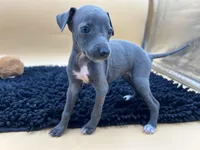 Briel, a female Italian Greyhound for sale in Havana, AR – Photo 3 of 9