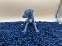 Briel, a female Italian Greyhound for sale in Havana, AR – Photo 9 of 9