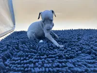 Briel, a female Italian Greyhound for sale in Havana, AR – Photo 4 of 9