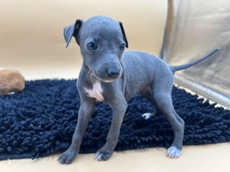 Briel – Italian Greyhound puppy for sale in Havana, AR