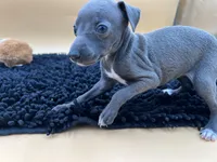 Briel, a female Italian Greyhound for sale in Havana, AR – Photo 6 of 9