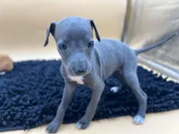 Briel, a female Italian Greyhound for sale in Havana, AR – Photo 2 of 9