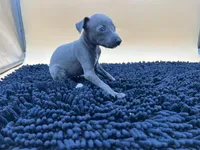 Briel, a female Italian Greyhound for sale in Havana, AR – Photo 8 of 9