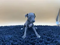 Briel, a female Italian Greyhound for sale in Havana, AR – Photo 7 of 9