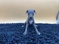 Briel, a female Italian Greyhound for sale in Havana, AR – Photo 5 of 9