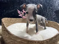 Till/Pete 5, a female Italian Greyhound for sale in Havana, AR – 3 of 10