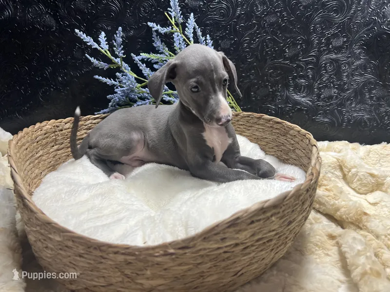 Pen/Bart 2 – Italian Greyhound puppy for sale in Havana, AR