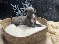 Pen/Bart 2, a male Italian Greyhound for sale in Havana, AR – 1 of 9