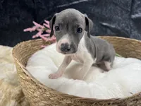 Giulia 2F, a female Italian Greyhound for sale in Havana, AR – 8 of 9