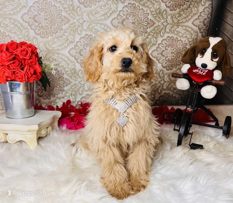 Nova, a female Goldendoodle for sale in Havana, AR – Photo 1 of 10