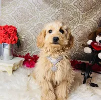 Nova, a female Goldendoodle for sale in Havana, AR – Photo 3 of 10