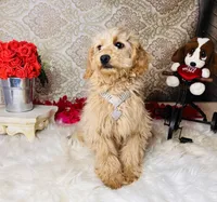 Nova, a female Goldendoodle for sale in Havana, AR – Photo 8 of 10