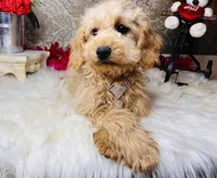Nova, a female Goldendoodle for sale in Havana, AR – Photo 6 of 10