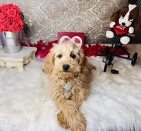 Nova, a female Goldendoodle for sale in Havana, AR – Photo 9 of 10