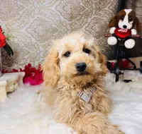 Nova, a female Goldendoodle for sale in Havana, AR – Photo 5 of 10