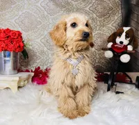 Nova, a female Goldendoodle for sale in Havana, AR – Photo 7 of 10