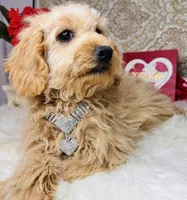 Nova, a female Goldendoodle for sale in Havana, AR – Photo 2 of 10