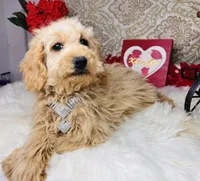 Nova, a female Goldendoodle for sale in Havana, AR – Photo 4 of 10