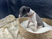 Piper 1 F, a female Italian Greyhound for sale in Havana, AR – 3 of 8