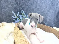 Piper 4M, a male Italian Greyhound for sale in Havana, AR – 4 of 8