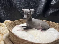Milly, a female Italian Greyhound for sale in Havana, AR – 5 of 7