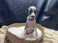 Bobby, a male Italian Greyhound for sale in Havana, AR – 8 of 8