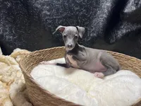 Milly, a female Italian Greyhound for sale in Havana, AR – 4 of 7