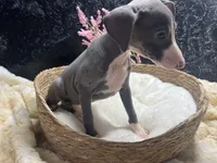 Pen/Bart, a female Italian Greyhound for sale in Havana, AR – 9 of 10