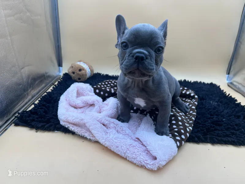 Gun powder, a male French Bulldog for sale in Havana, AR – 1 of 10