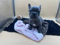 Gun powder, a male French Bulldog for sale in Havana, AR – 1 of 10