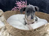 Piper 3 F, a female Italian Greyhound for sale in Havana, AR – 6 of 8