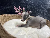 Till/Pete 5, a female Italian Greyhound for sale in Havana, AR – 5 of 10