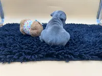 Gun powder, a male French Bulldog for sale in Havana, AR – Photo 6 of 10