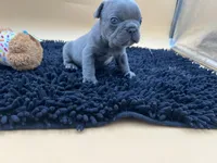 Gun powder, a male French Bulldog for sale in Havana, AR – Photo 5 of 10