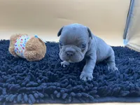 Gun powder, a male French Bulldog for sale in Havana, AR – Photo 8 of 10