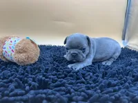 Gun powder, a male French Bulldog for sale in Havana, AR – Photo 10 of 10