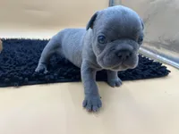 Gun powder, a male French Bulldog for sale in Havana, AR – Photo 3 of 10