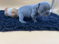 Gun powder, a male French Bulldog for sale in Havana, AR – Photo 7 of 10