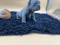 Gun powder, a male French Bulldog for sale in Havana, AR – Photo 9 of 10