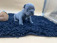 Gun powder, a male French Bulldog for sale in Havana, AR – Photo 4 of 10