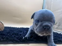 Gun powder, a male French Bulldog for sale in Havana, AR – Photo 2 of 10