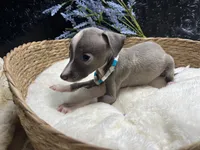 Till/Pete 2, a male Italian Greyhound for sale in Havana, AR – 3 of 8