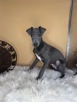 Jump pompi, a male Italian Greyhound for sale in Havana, AR – Photo 7 of 9